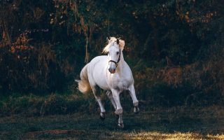white horse running on green field