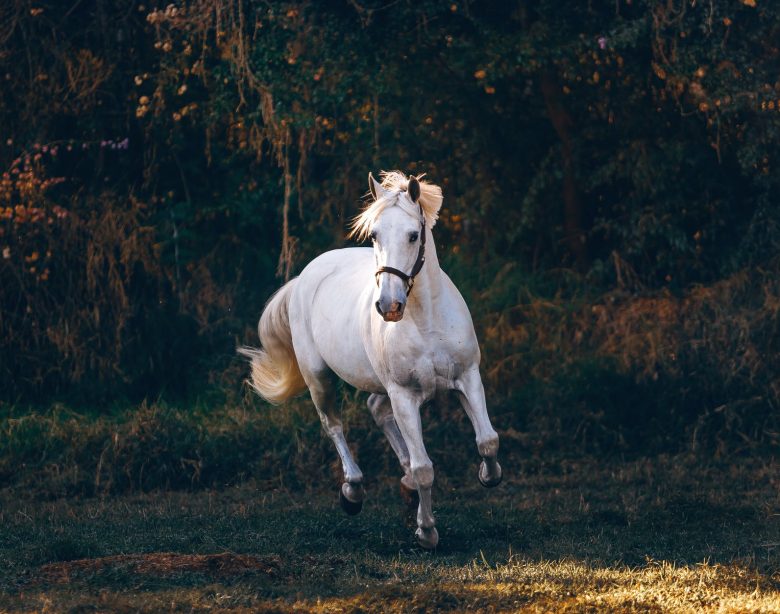 white horse running on green field