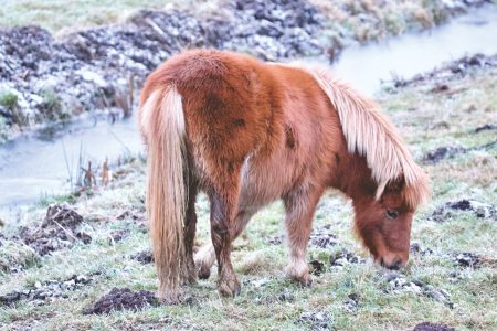 horse on field