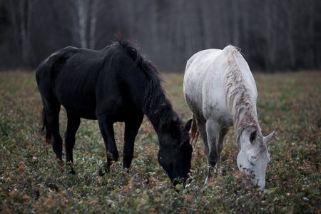 Horses