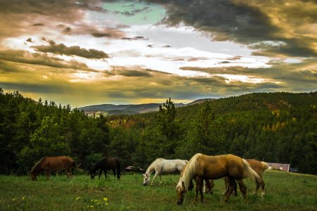 black brown and white horses on green grass