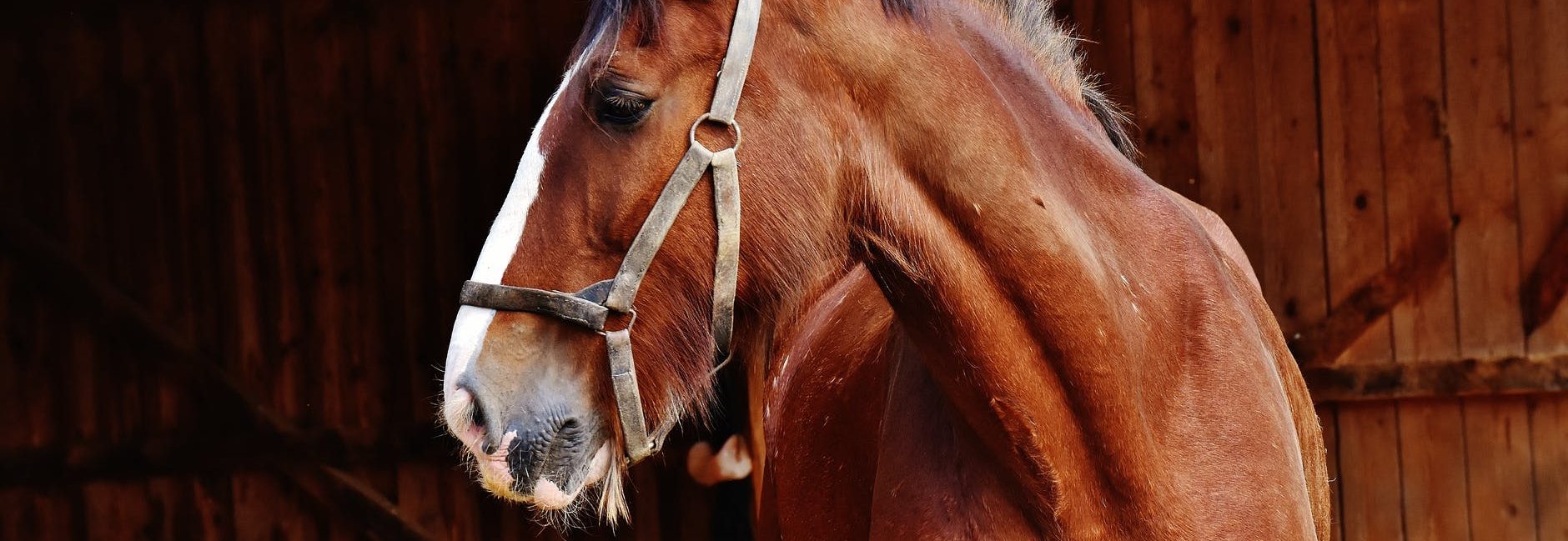 animal barn horse mammal