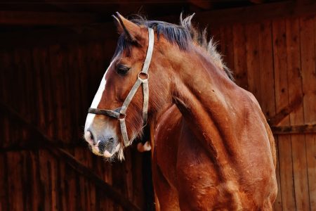 animal barn horse mammal