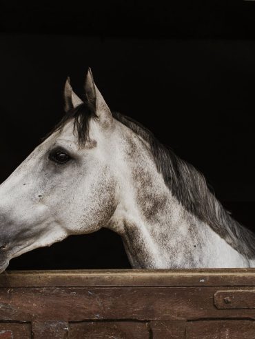 white horse inside stable