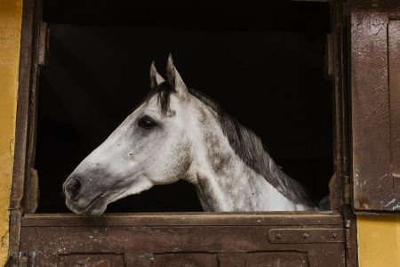 white horse inside stable