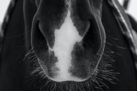 grayscale photo of a horse s nose