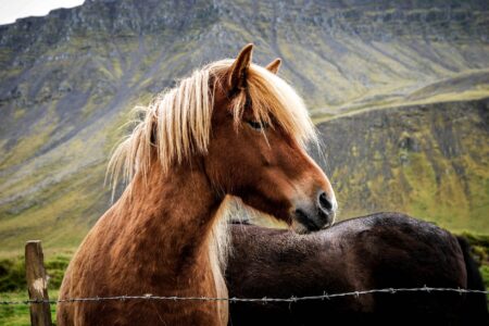 brown horse beside gray barb wire